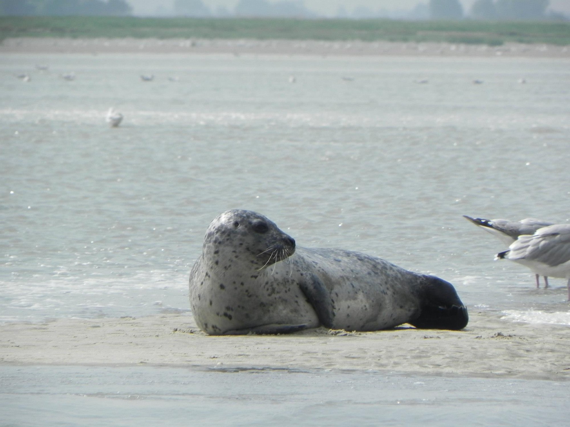 Phoque en Baie de Somme