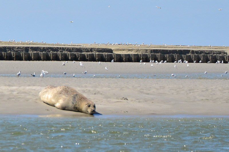 Phoque en Baie de Somme